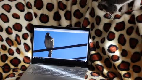 Funny cat reaction by seeing bird in laptop