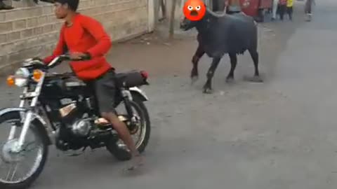 Animals attacking bike boy