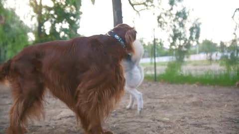 two dogs walking outdoor and playing for each other