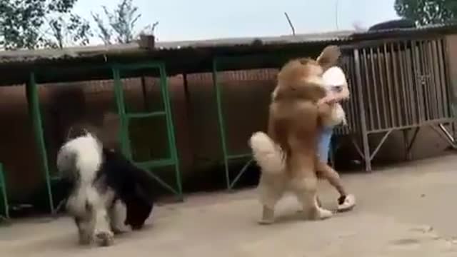 Funny Dog Videos 2021 It's time to LAUGH with Dog's life169