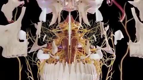 Human skull and brain from the inside