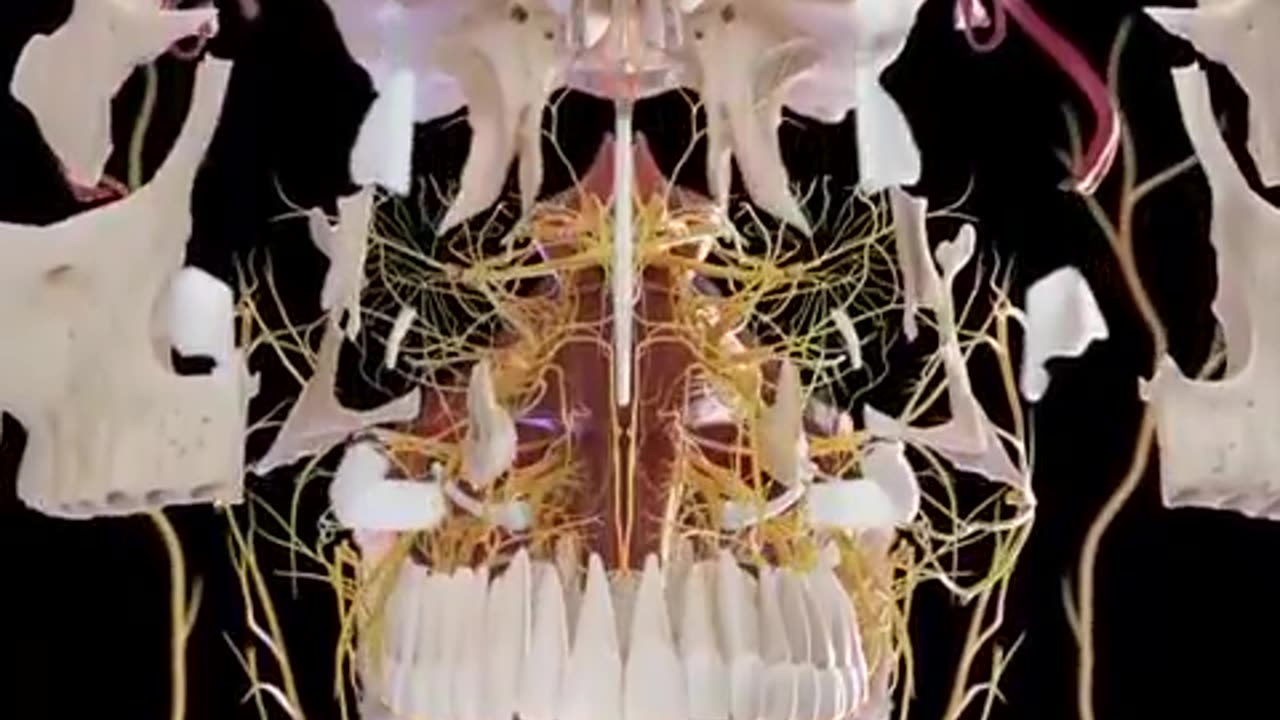 Human skull and brain from the inside