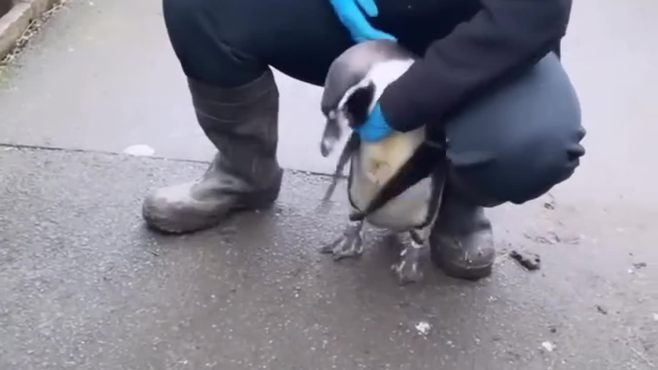 If you have not seen a happy Penguin, here is one