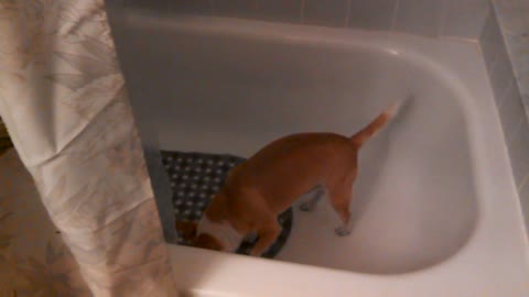 Trained dog pees in the shower