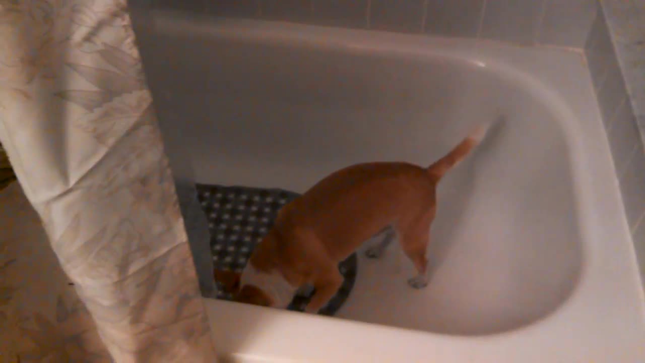 Trained dog pees in the shower