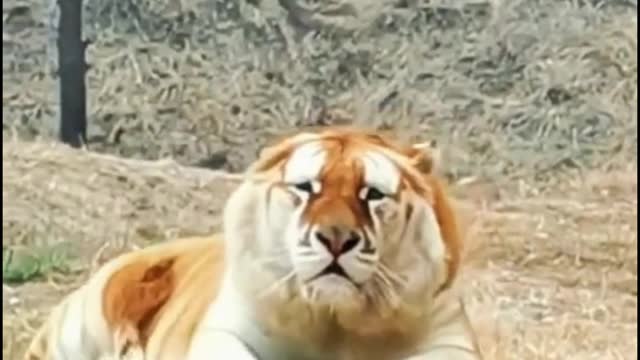 Why do I think this tiger looks stupid?