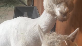 Alpacas Making Mating Music