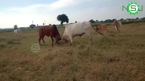 Animals fight