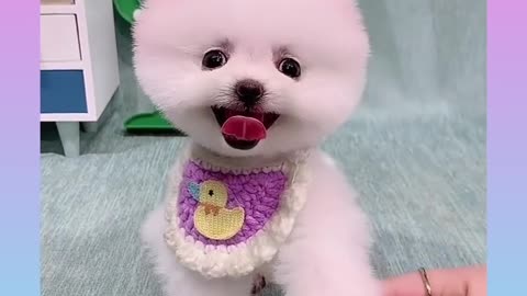 Cute and Funny Dog Videos