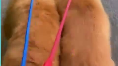 Golden retriever dogs funny dance