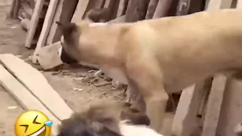 Animal funny video viral short