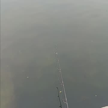 Bluegill kissena park