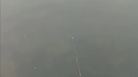 Bluegill kissena park