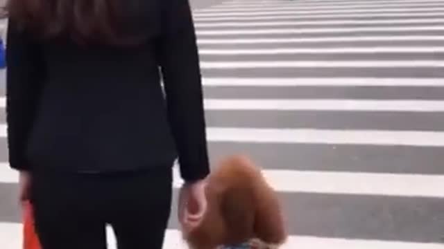 Funny smart dogi