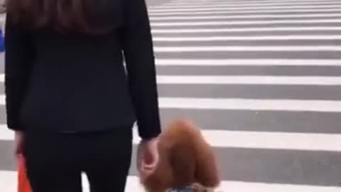 Funny smart dogi