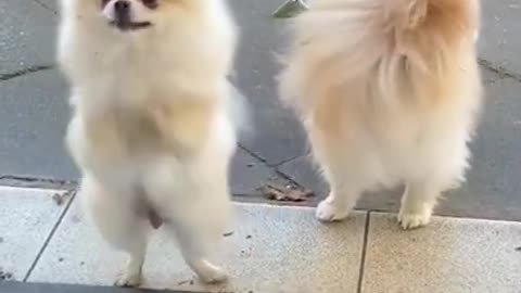 New Trending shorts video _ Dog Videos #shorts #dogs