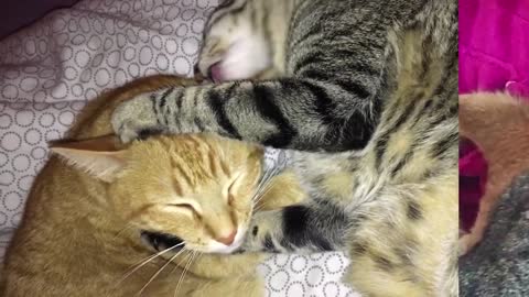 Pet Cats Kiss And Hug Each Other