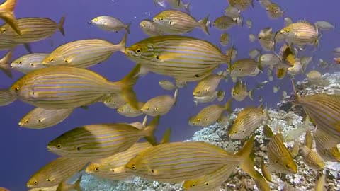Wow, under the sea!