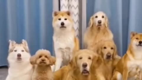 Cute animals funny videos