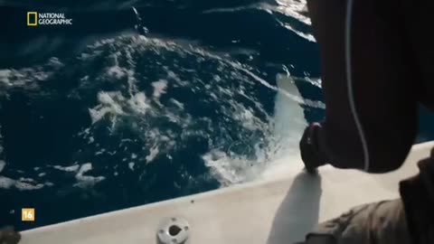 Tiburones colosales - Documental