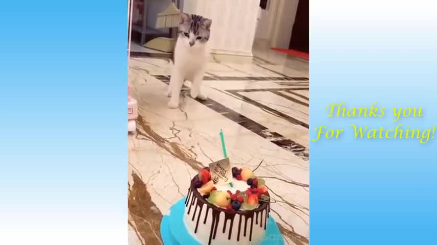 Cut and Funny animals 1
