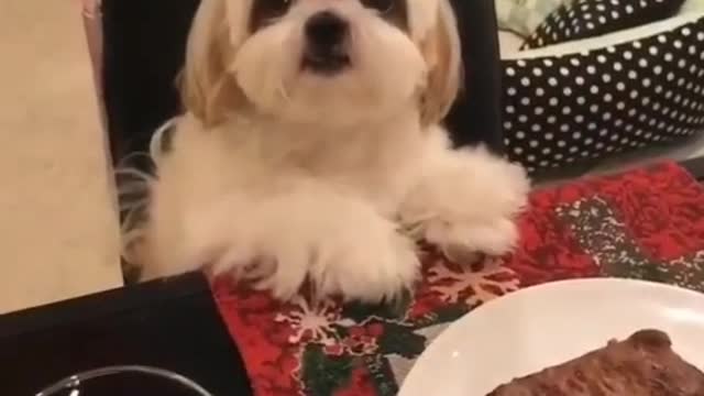 Funny Little Animals