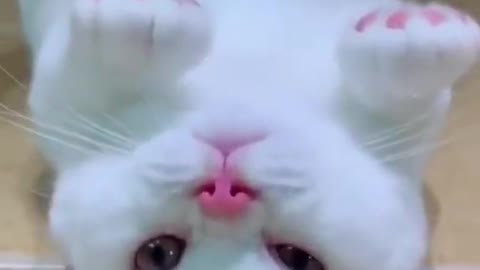 Oh My God , such a beautiful cat