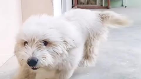 Cute Animals World 🐶 | Cute And Funny Puppy 🐶 #dog