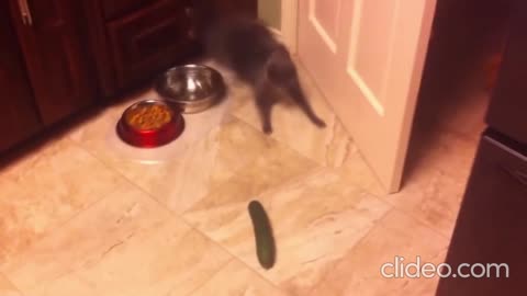 CATS vs CUCUMBERS #1