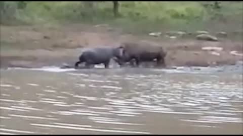 Power of Crazy Hippo - wide mouth Hippo bites everything it sees-18