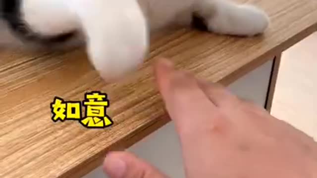 This Dog is being extra careful! 😂😂😂