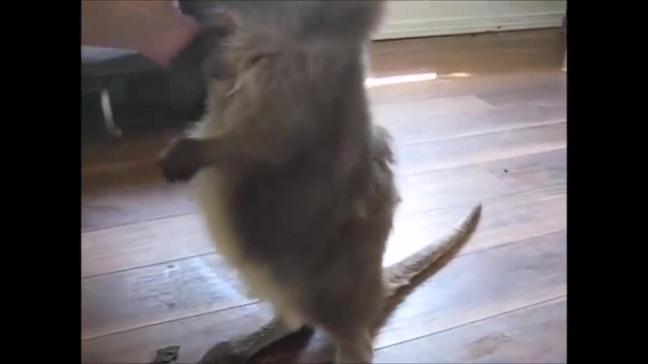 Baby Kangaroos & Joeys Compilation