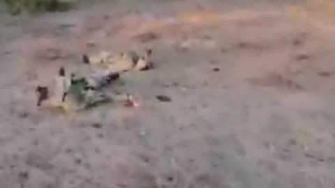 Forest littered 'reportedly' with dead Ukrainian soldiers