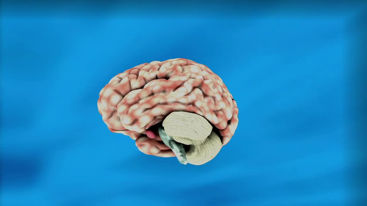 brain education science mind intelligence human