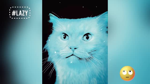Cat funny moments😂😂