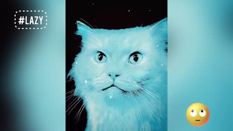 Cat funny moments😂😂