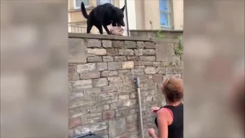 DOGS AND CATS IN FUNNY SITUATIONS..TRY NOT TO LAUGH