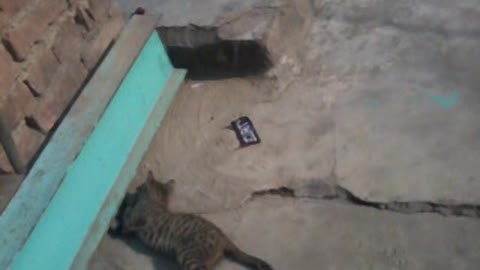 tha lovly cat 2021