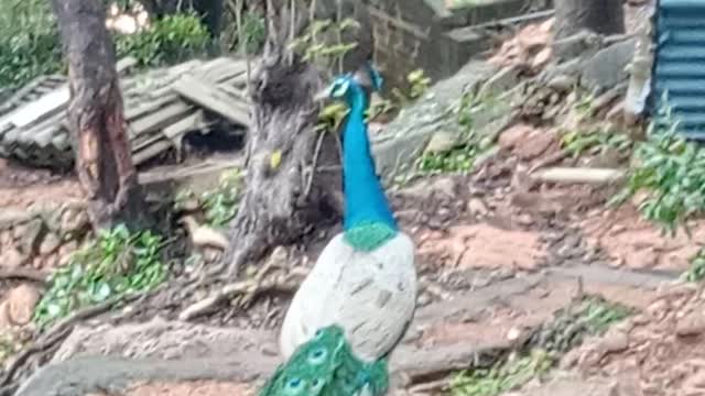 Peacock in sri lankan wilds
