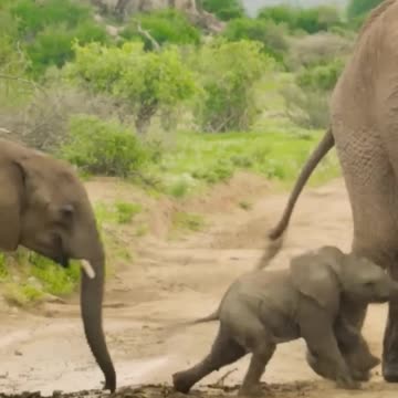 Cutest and Funniest Baby Elephant Ever! 😍😘