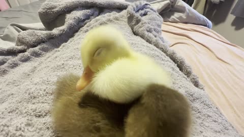 Sleepy Little Duckling