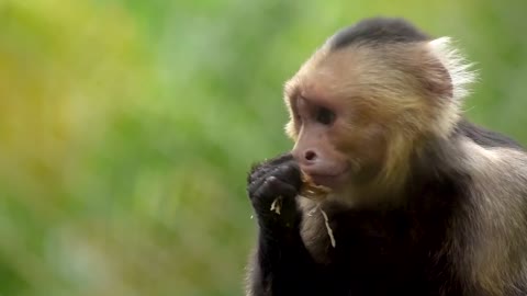 Cute monkey eating