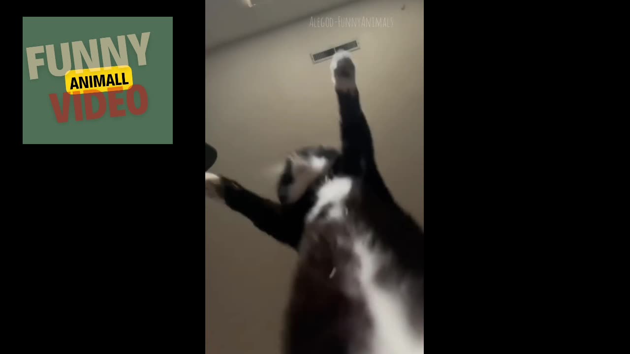 Cat Fun Video 😂😂