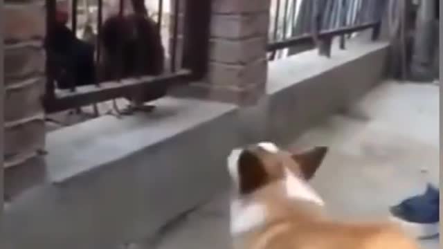 Dog chicken fighting