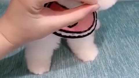 Cute puppy perrito