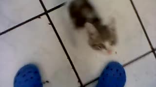 crying cat waiting for his mom