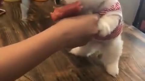 Amazing beautiful cute 😍 baby dog lovely small puppy