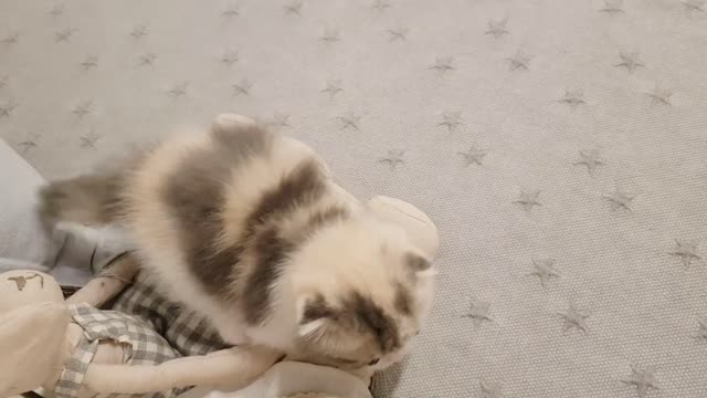 Very small cat, is it cute