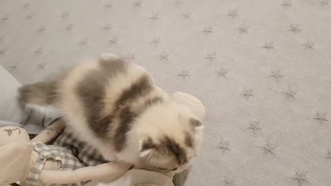 Very small cat, is it cute