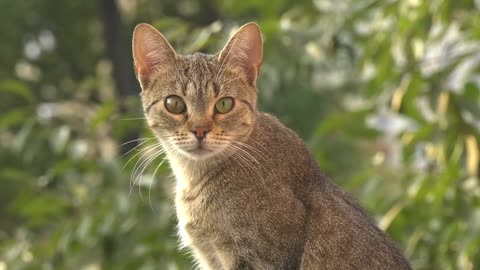 Cat _is _looking _very _Beautiful 🐱